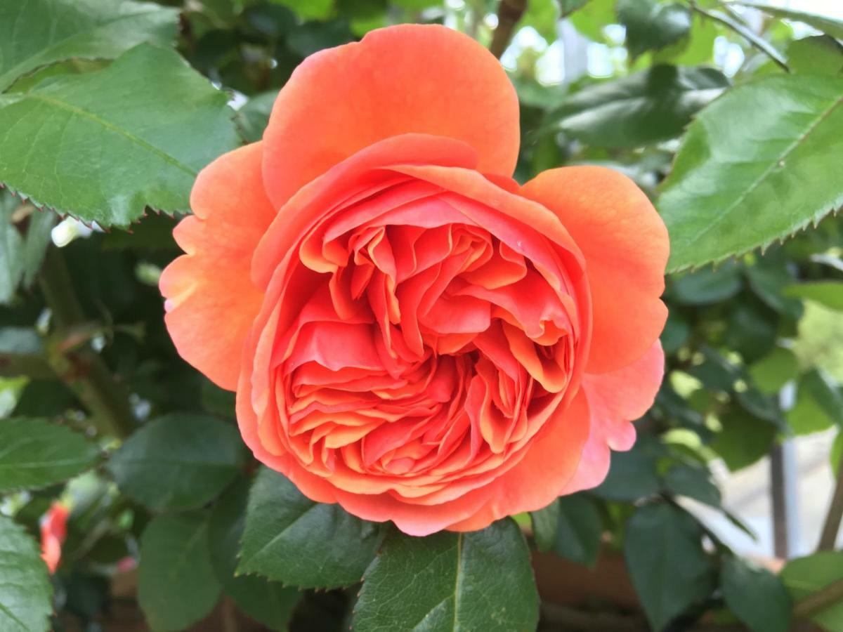 Ferienhaus Blumenparadies שטיינץ מראה חיצוני תמונה